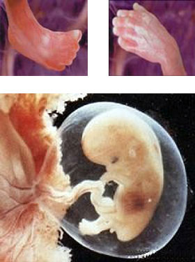 внутриутробное развитие ребенка 3 месяц
